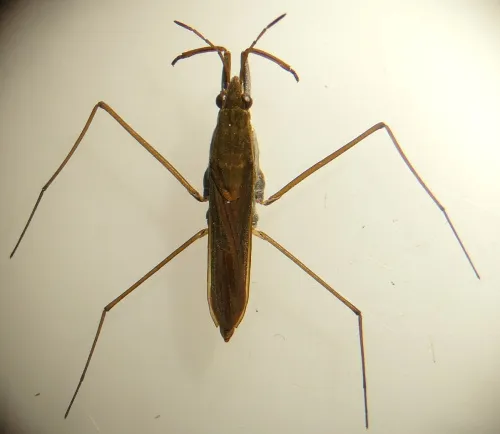 Gerris thoracicus - photo 6