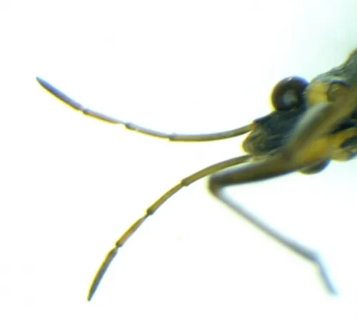 Gerris thoracicus - photo 7