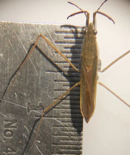 Gerris thoracicus - photo 8