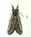 Gerrodes minatea - Hodges#9304 - photo 3
