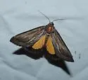 Gerrodes minatea - Hodges#9304 - photo 4