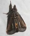 Gerrodes minatea - Hodges#9304 - photo 5