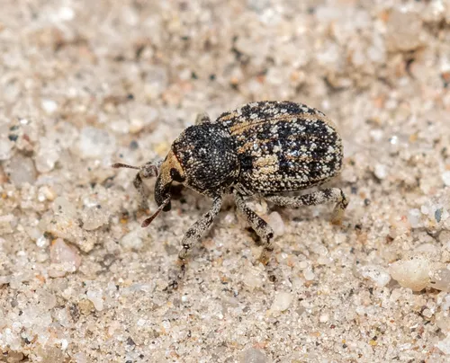 Gerstaeckeria basalis - Gerstaeckeria basalis