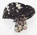 Gerstaeckeria fasciata 0 - photo 3