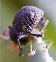 Gerstaeckeria hubbardi