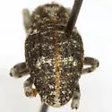 Gerstaeckeria knullorum - photo 2