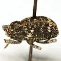 Gerstaeckeria knullorum - photo 3