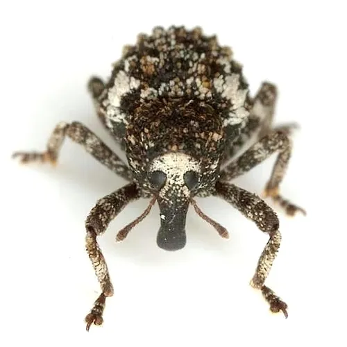 Gerstaeckeria nobilis
