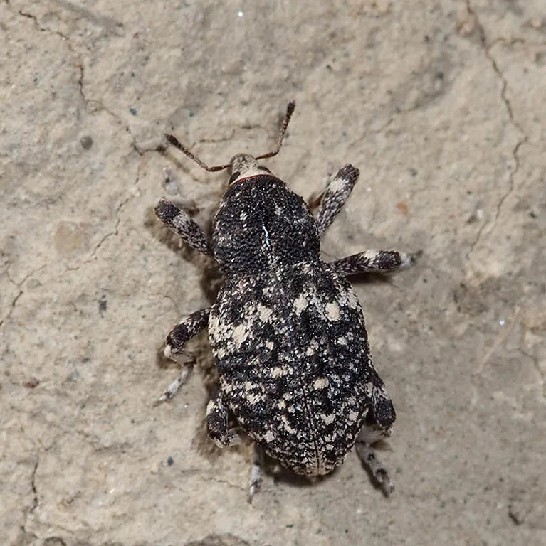 Gerstaeckeria porosa - photo 2