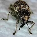 Gerstaeckeria unicolor - photo 2