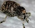 Gerstaeckeria unicolor - photo 3