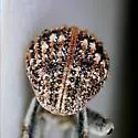 Gerstaeckeria unicolor - photo 4