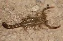Gertschius agilis