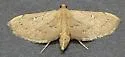 Lesser Canna Leafroller Moth - Hodges#5126