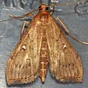 Lesser Canna Leafroller Moth - Hodges#5126 - photo 3