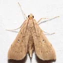 Lesser Canna Leafroller Moth - Hodges#5126 - photo 4