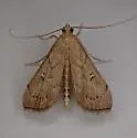 Lesser Canna Leafroller Moth - Hodges#5126 - photo 5