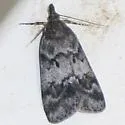 Gesneria centuriella - Hodges#4703
