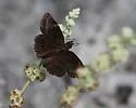 False Duskywing - Hodges#3943 - Gesta invisus