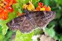 False Duskywing - Hodges#3943 - photo 2