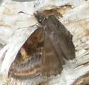 False Duskywing - Hodges#3943 - photo 3