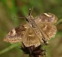 False Duskywing - Hodges#3943 - photo 4