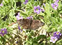 False Duskywing - Hodges#3943 - photo 5