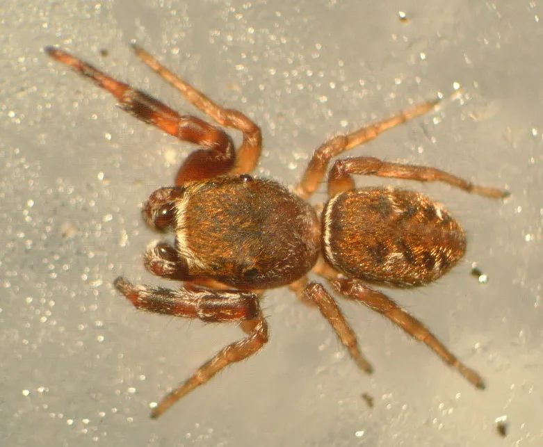 Ghelna canadensis