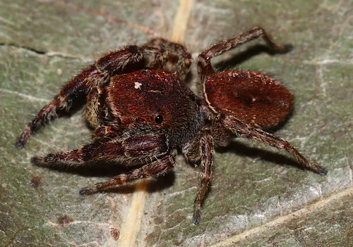 Ghelna canadensis - photo 2