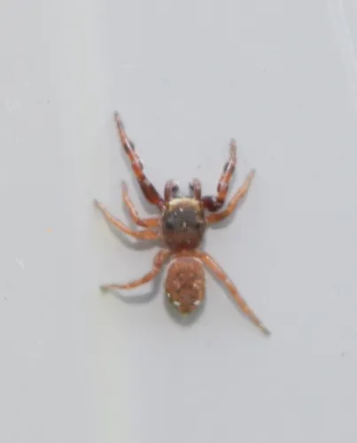 Ghelna canadensis - photo 5