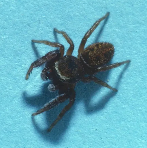 Ghelna canadensis - photo 6