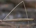 Ghinallelia productilis