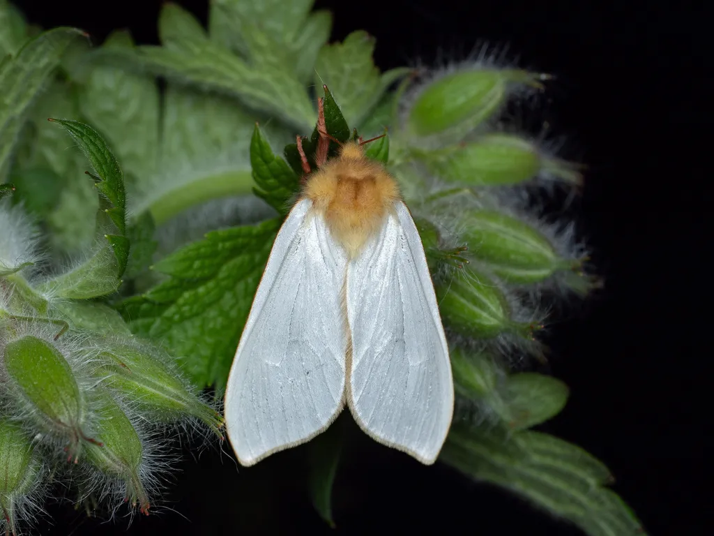 Ghost Moth - photo 2