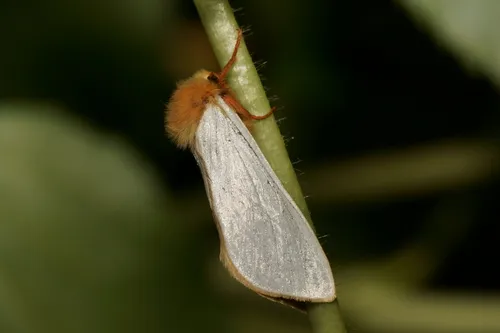 Ghost Moth - photo 3