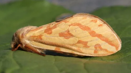 Ghost Moth - photo 4