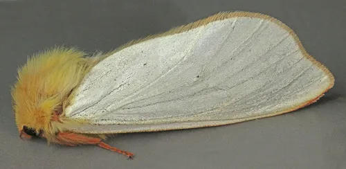Ghost Moth - photo 5