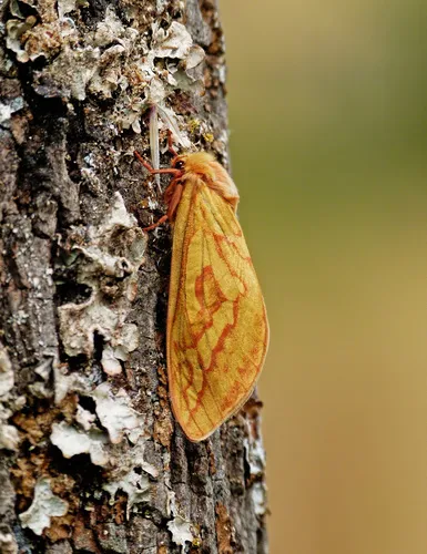 Ghost Moth - photo 7