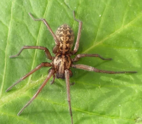 Giant House-spider - photo 2