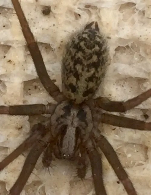 Giant House-spider - photo 3
