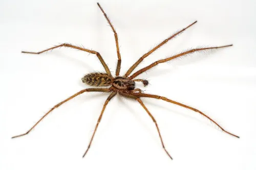 Giant House-spider - photo 4