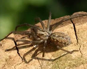 Giant House-spider - photo 5
