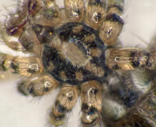 Giant House-spider - photo 6