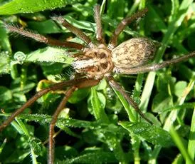 Giant House-spider - photo 7