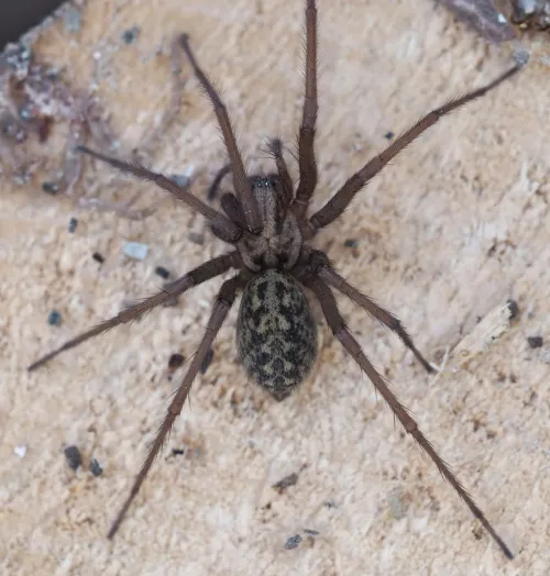 Giant House-spider - photo 8