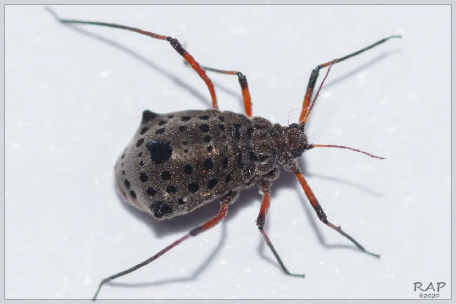 Giant Willow Aphid - photo 2