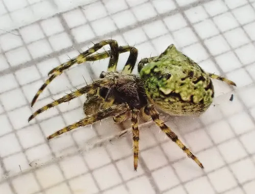 Gibbaranea gibbosa