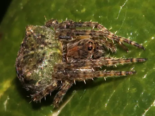 Gibbaranea gibbosa - photo 2