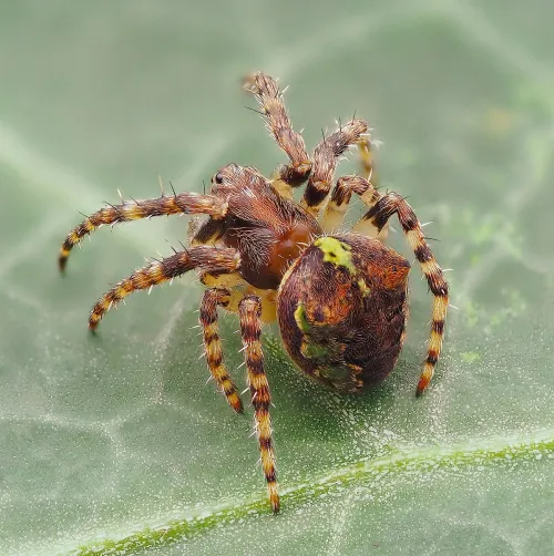 Gibbaranea gibbosa - photo 3