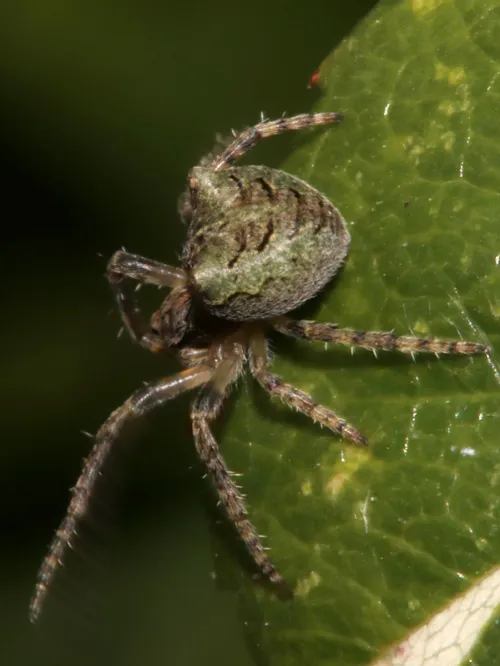 Gibbaranea gibbosa - photo 4