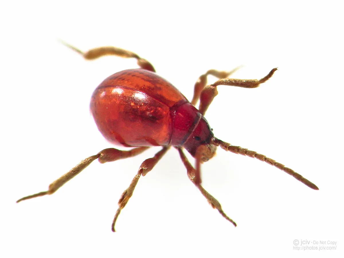Smooth Spider Beetle - photo 2